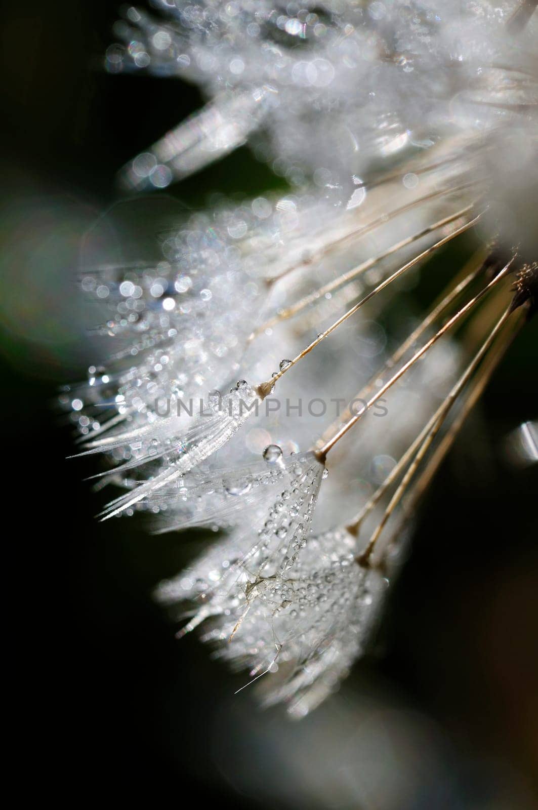Dandelion - Dandelion with Dewdrops - Macro Shot