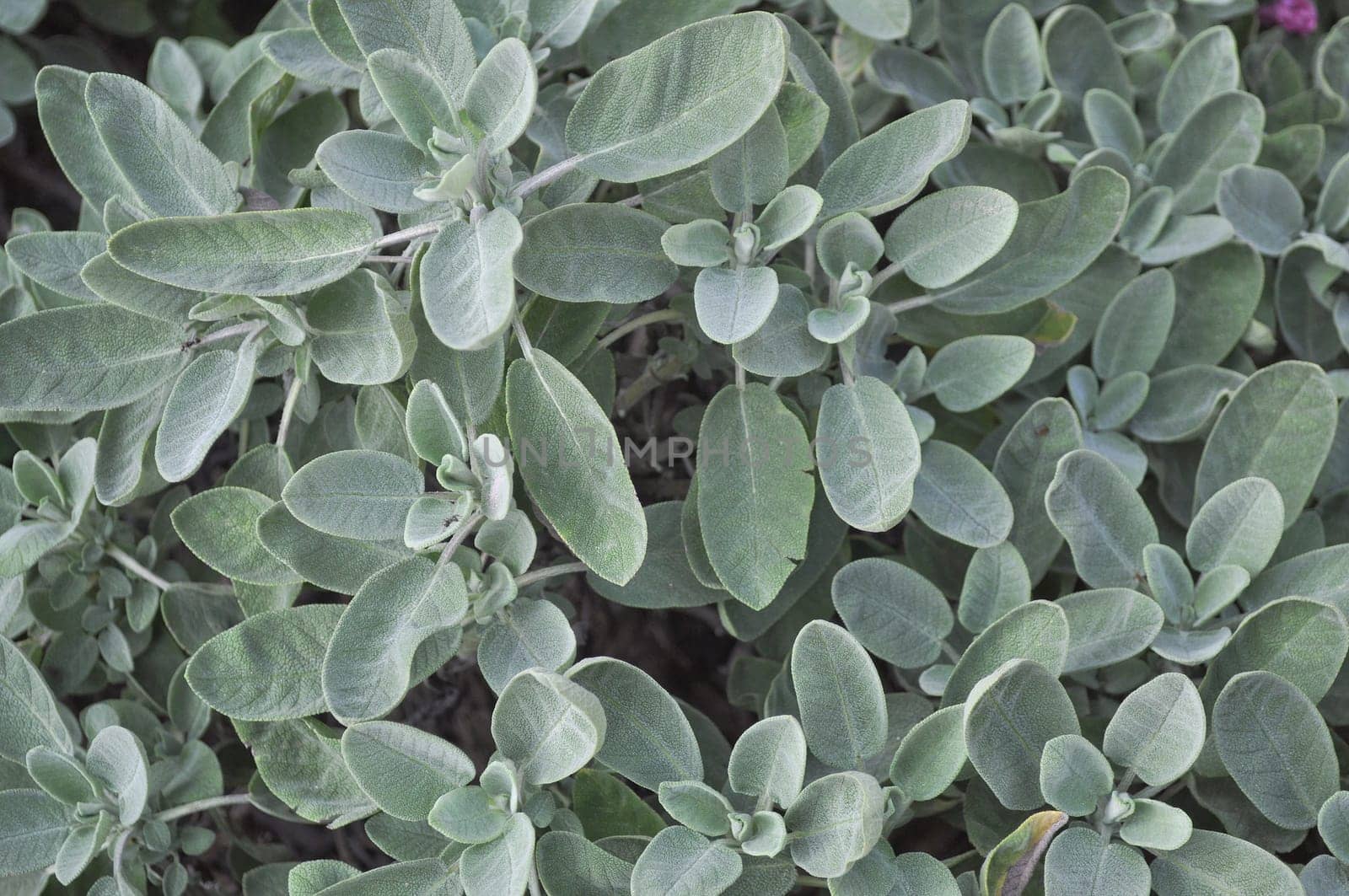 Sage plant useful as a food spice