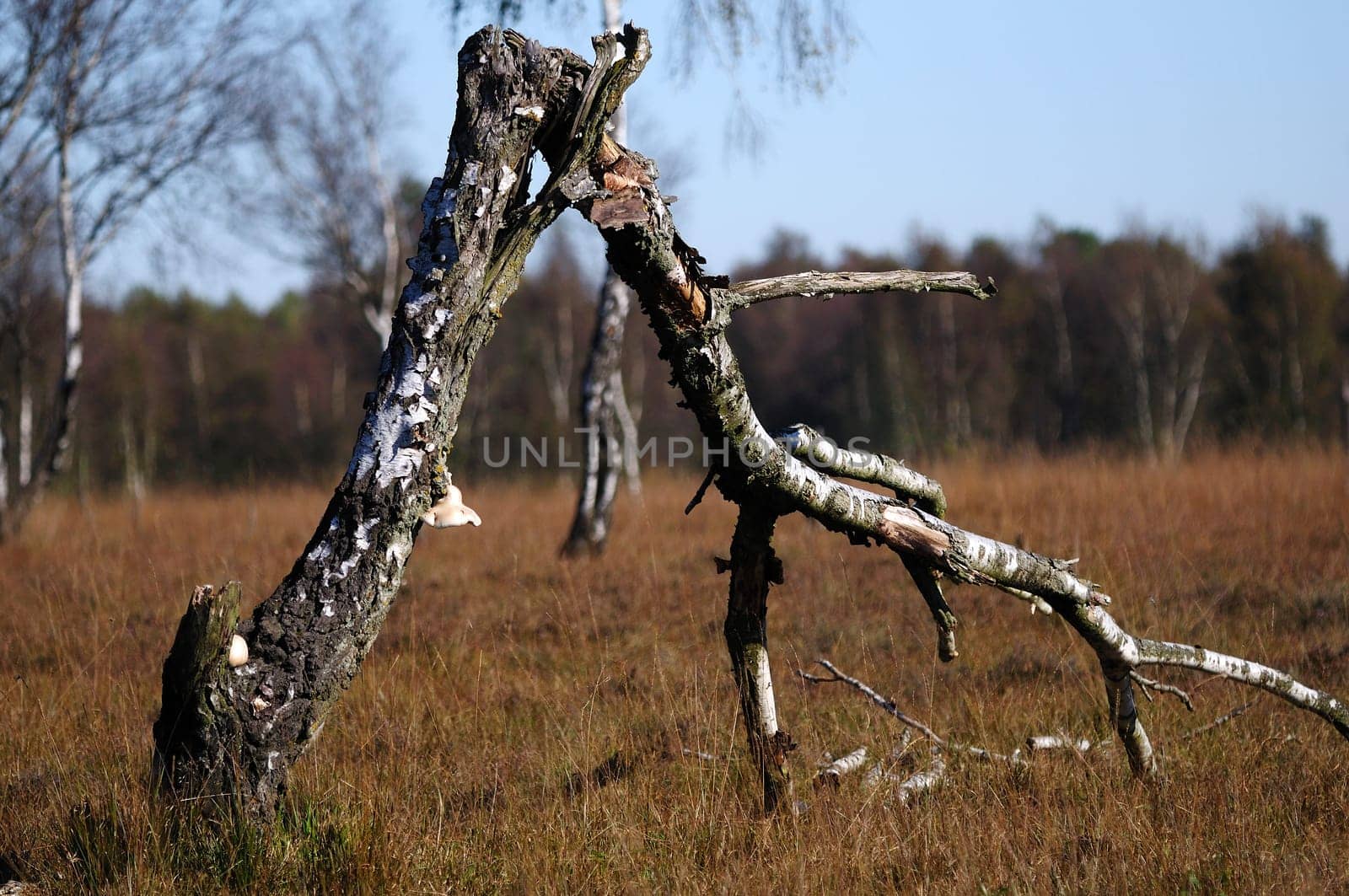 Dead birch tree in the background the moor
