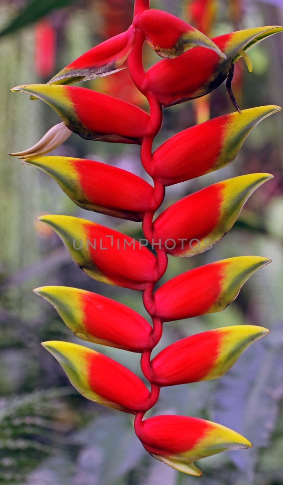 Heliconia velutina