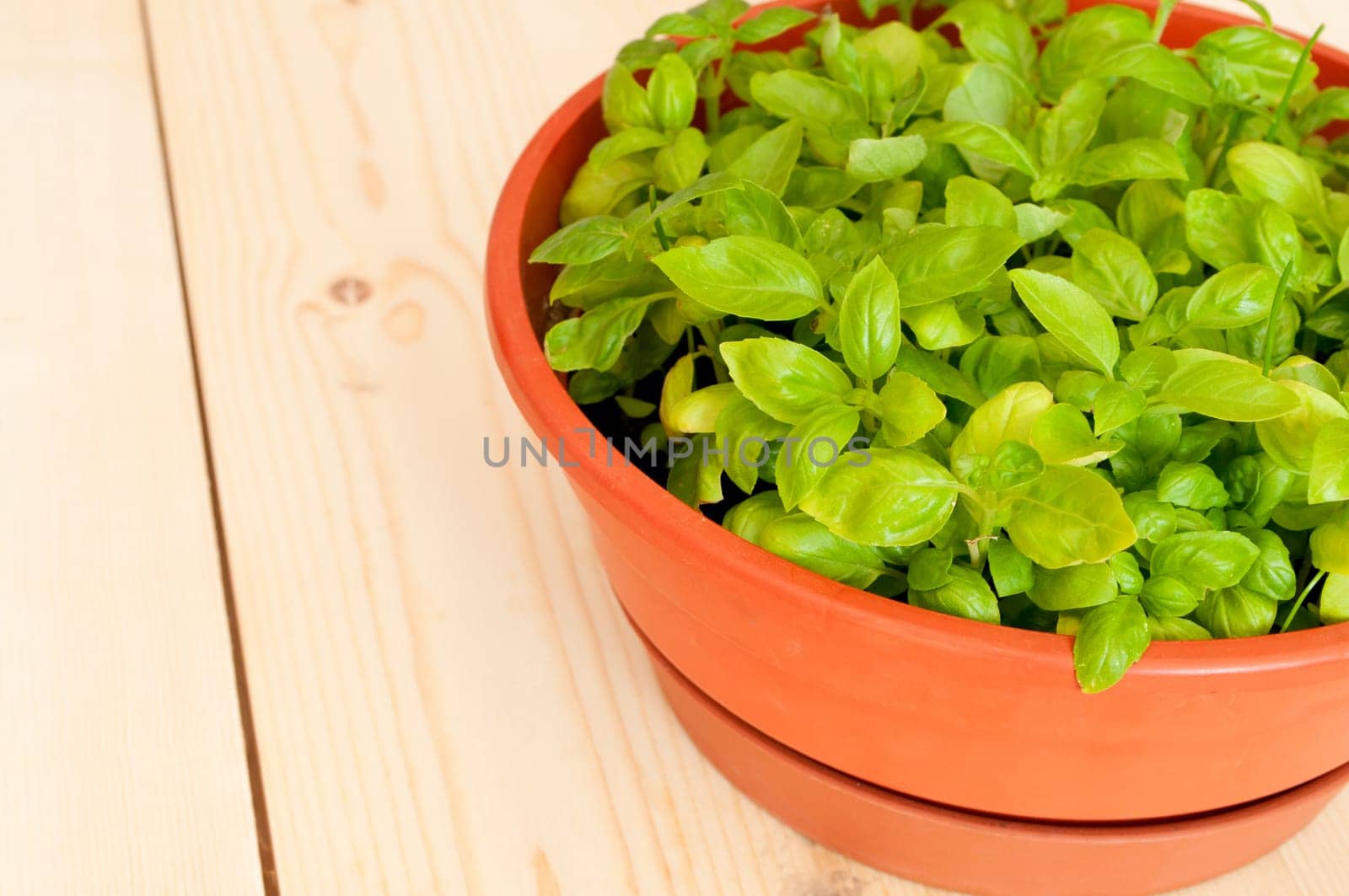 Fresh Basil in Pot on Wooden Table