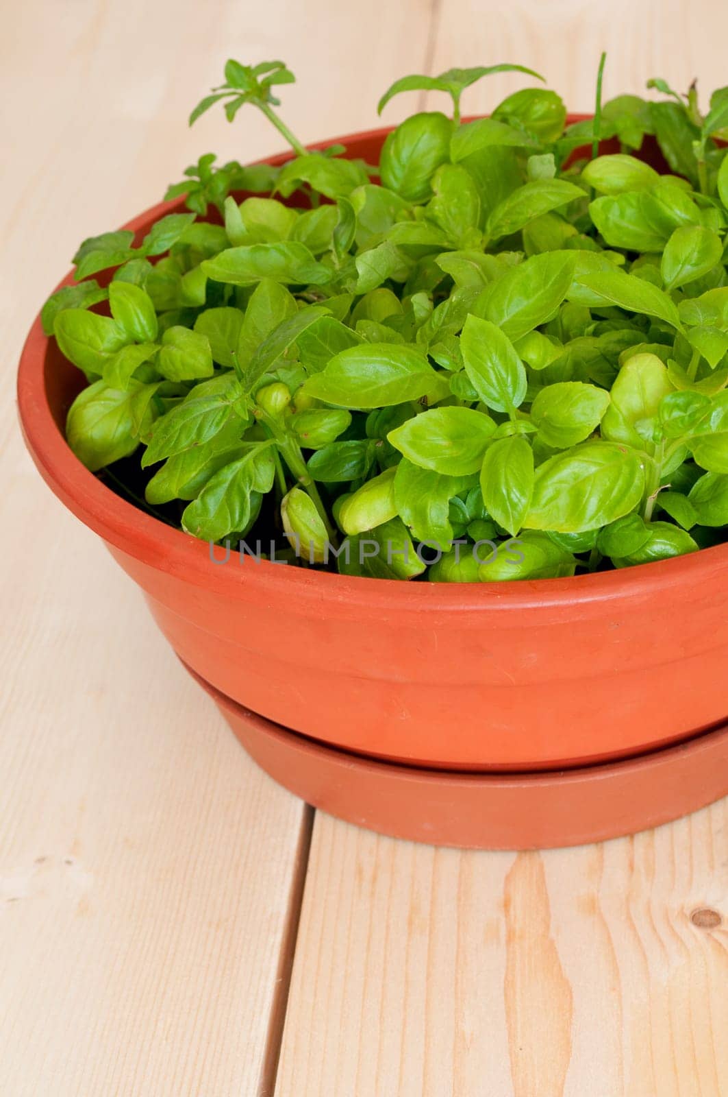 Fresh Basil in Pot on Wooden Table