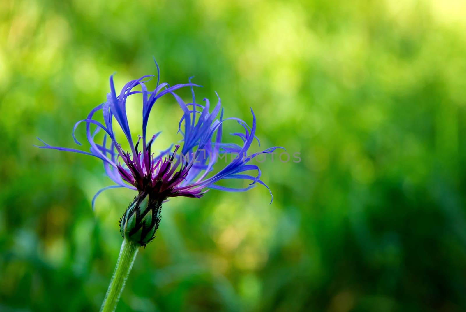 Knapweed