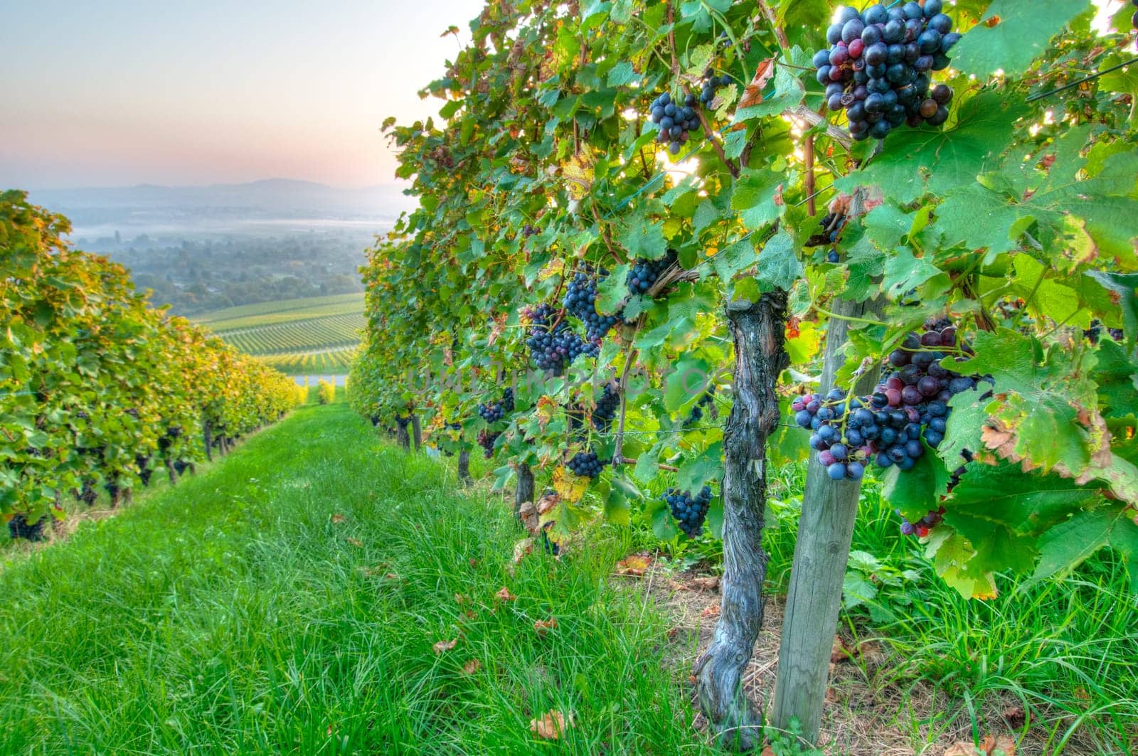 Ripe grapes in a German vineyard