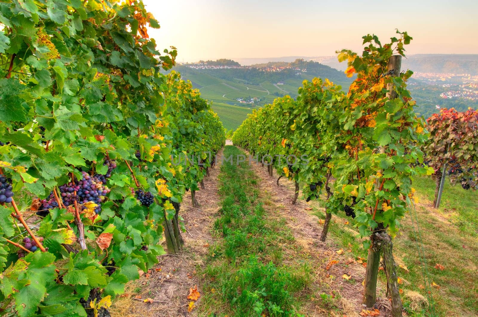 Red wine grapes with a view of Uhlbach in Württemberg