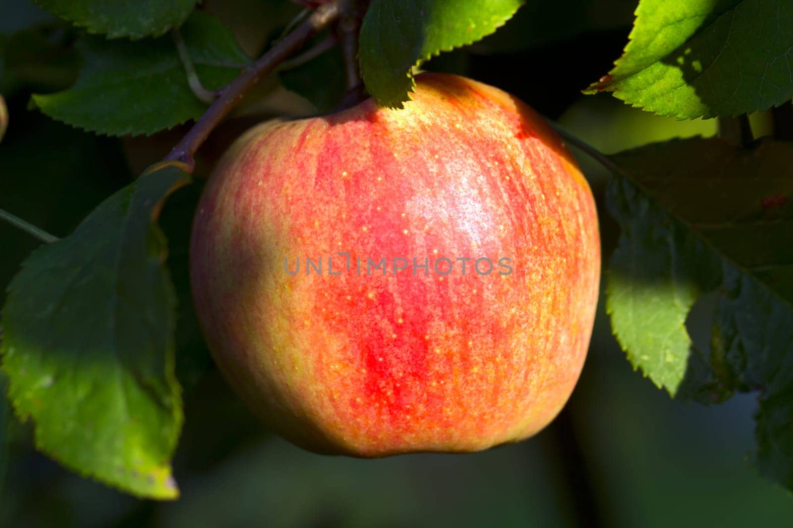 Apple on a branch