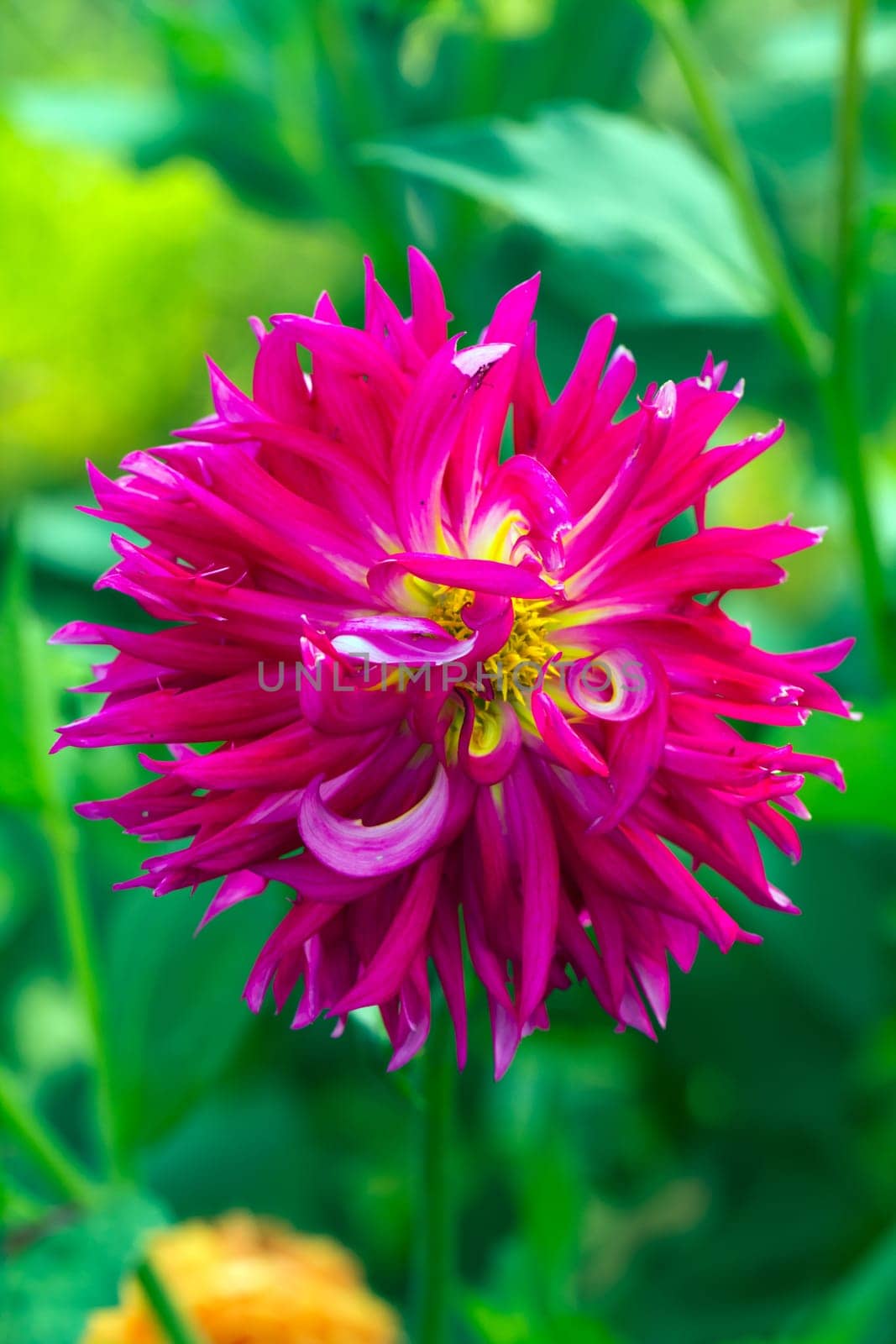 Pink Dahlia