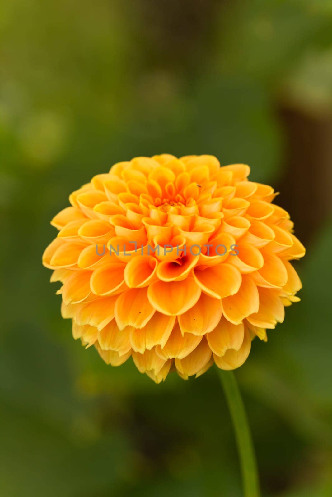 Orange Dahlia