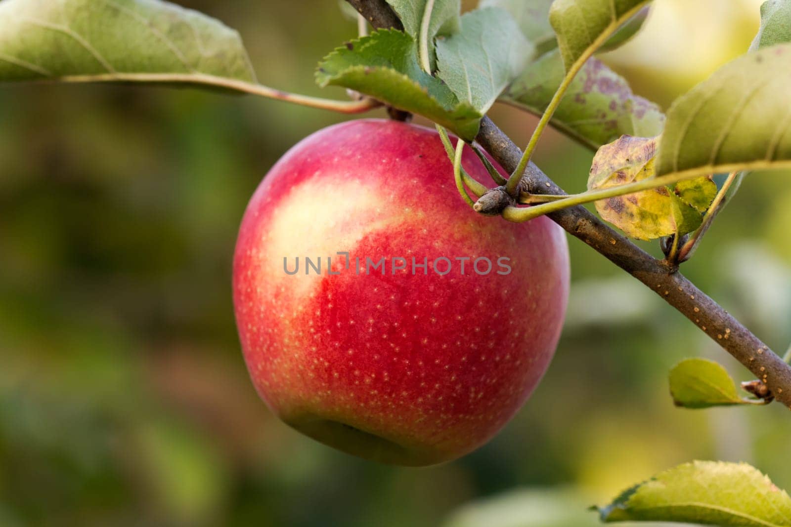 Apple on a branch