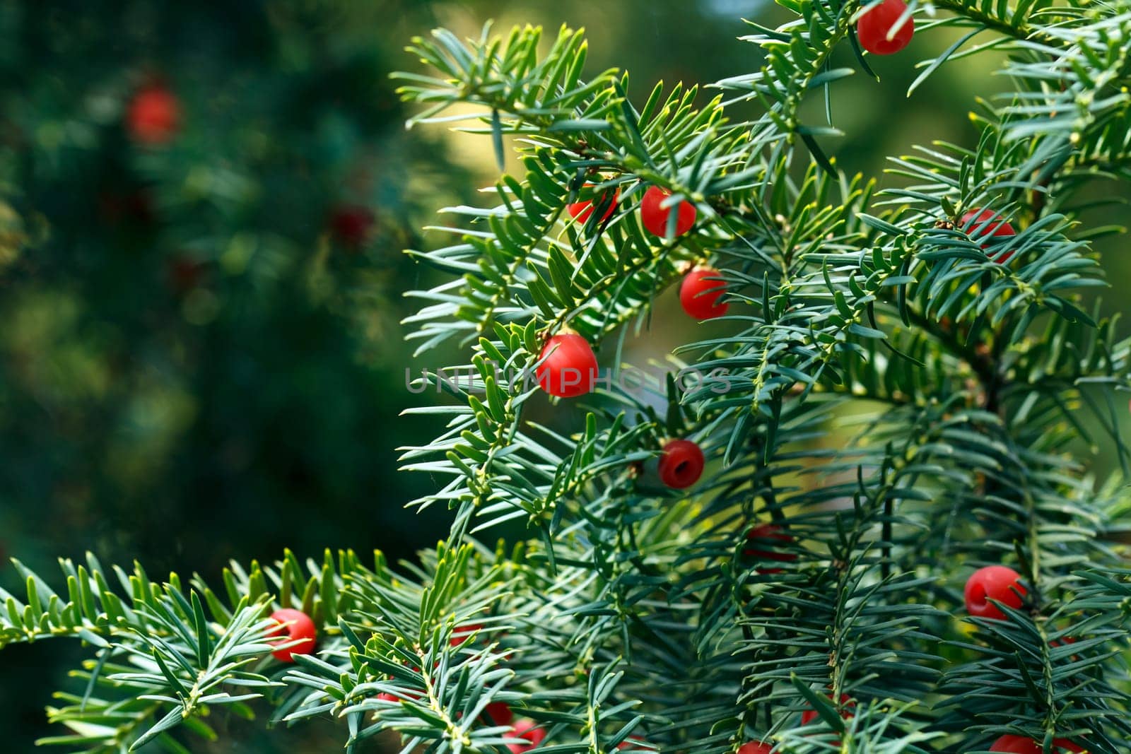 Yew with berries