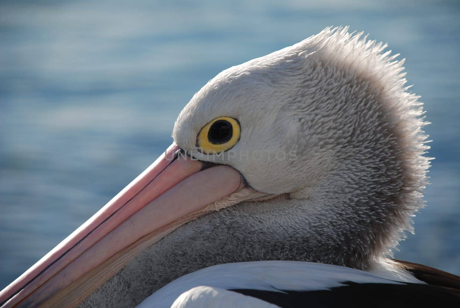 pelican