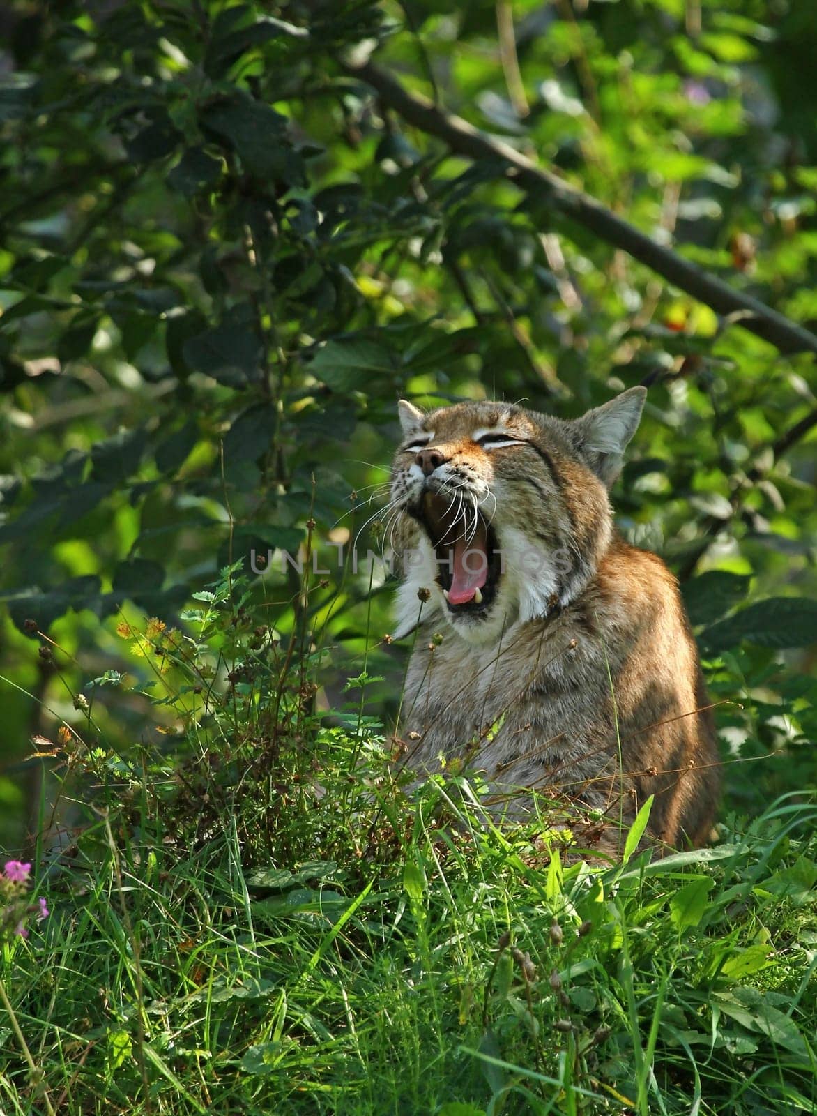 Tired lynx