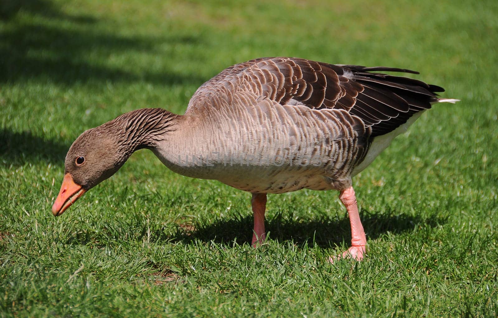 Greylag goose
