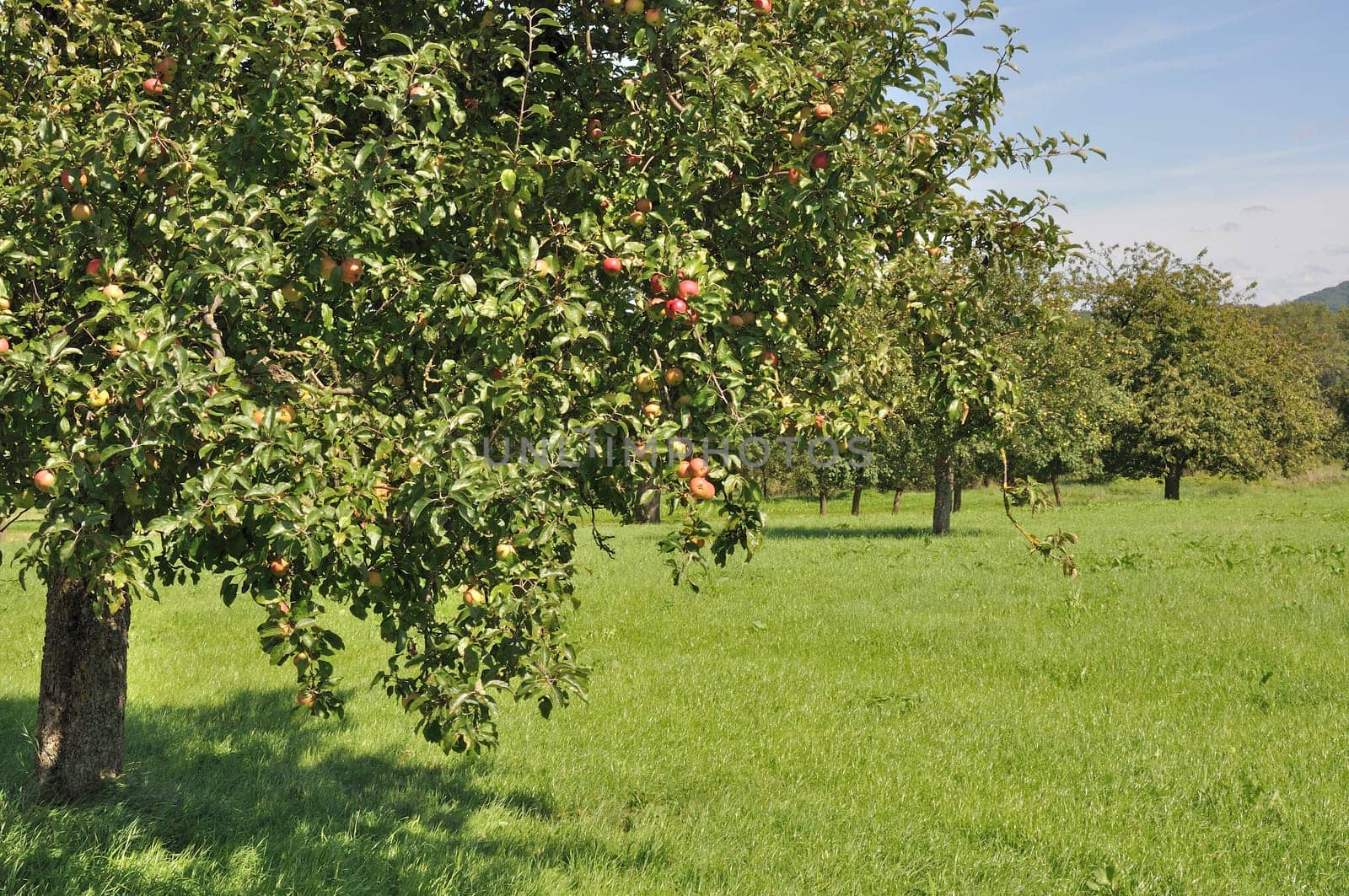 organic fruit trees in a sunny summer day among meadows in baden, germany