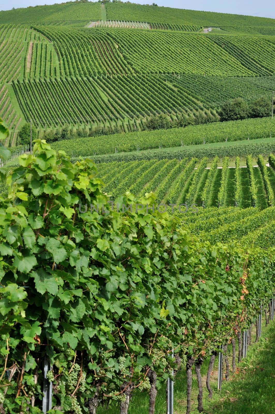 foreshortening of hilly vineyard with multiple lines of plants in a green rustic landscape