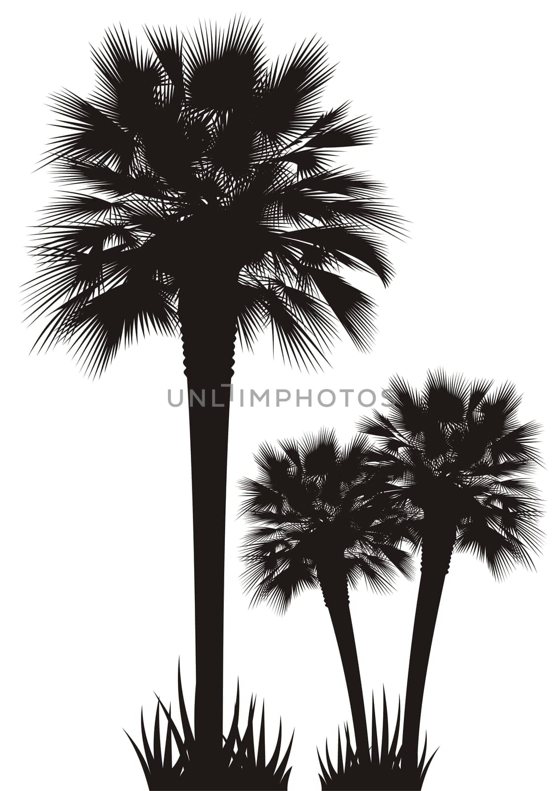 Silhouettes of palm trees