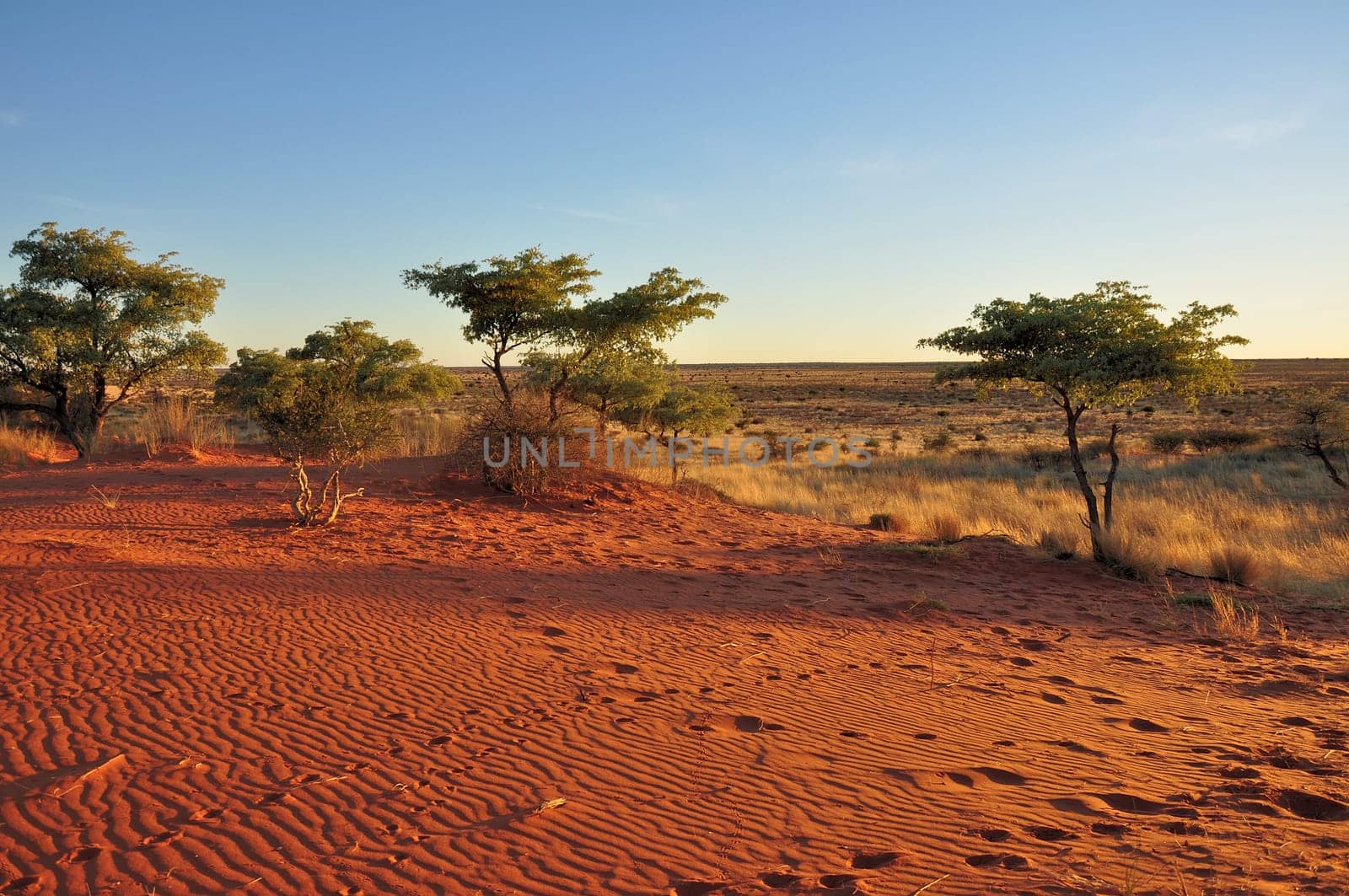 bush, yellow grass and red sand on dunes in namibian desert, at sunset