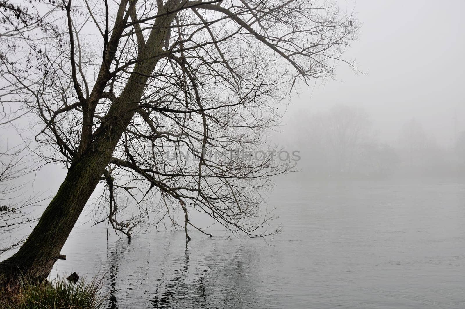 foreshortening of  bare branches  reflecting on calm flow of important river, shot in foggy winter light