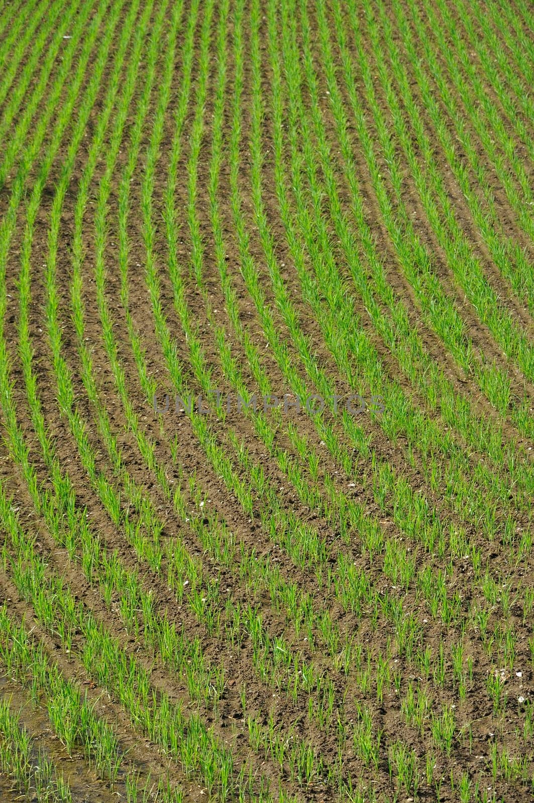 detail of new born rice plants in fields flooded with water, shot in bright spring day with reflections of sky