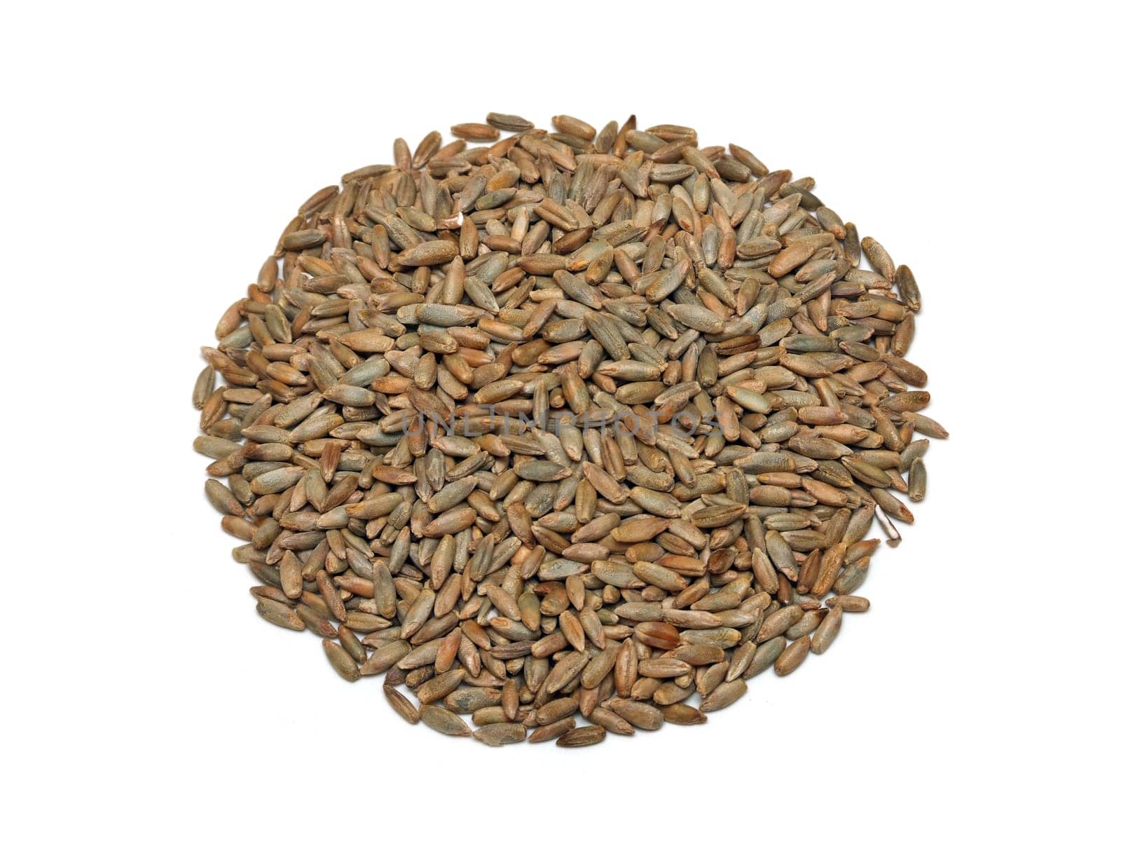Rye (Secale cereale)