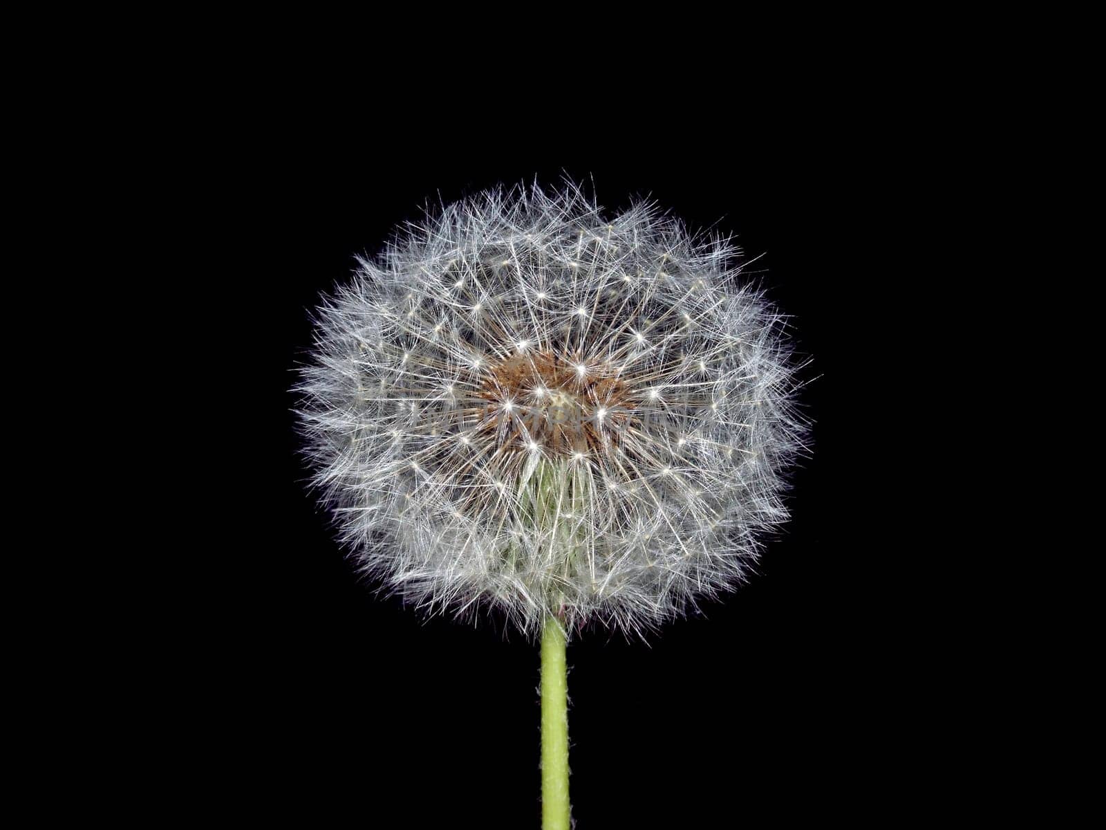a dandelion