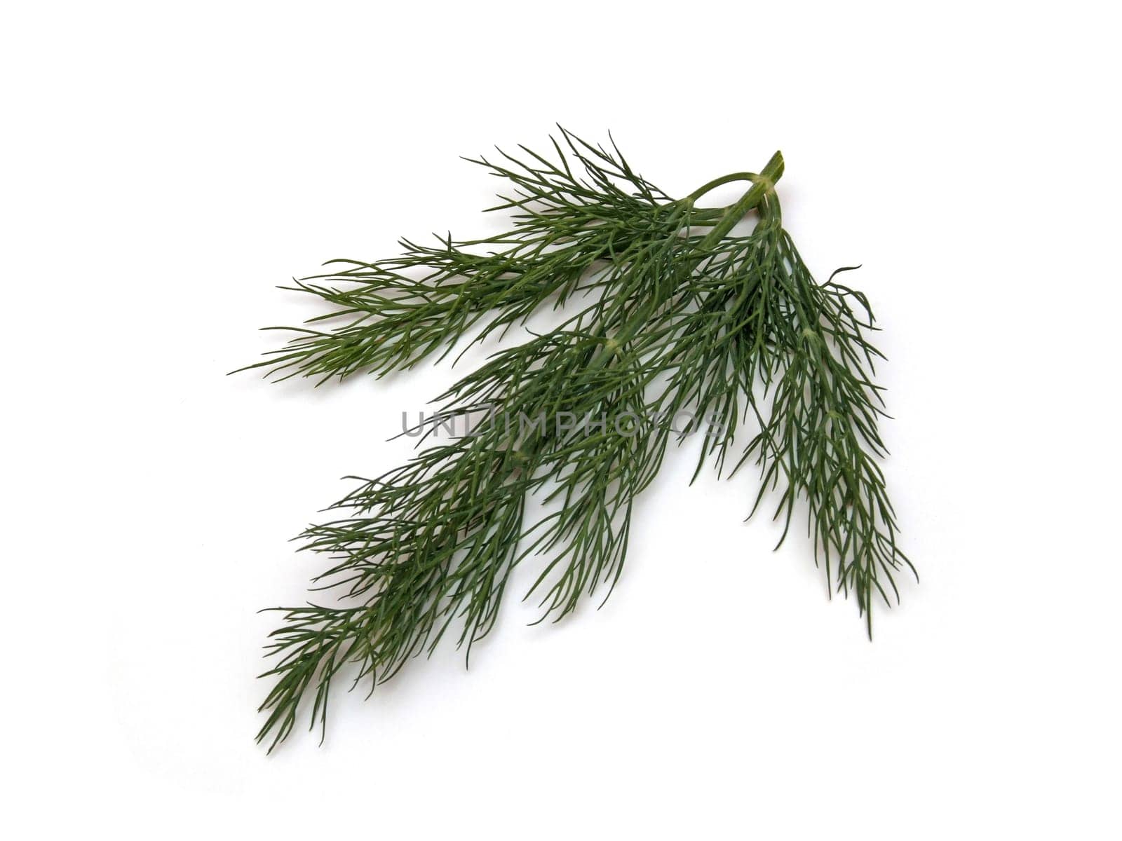 some dill (Anethum graveolens)