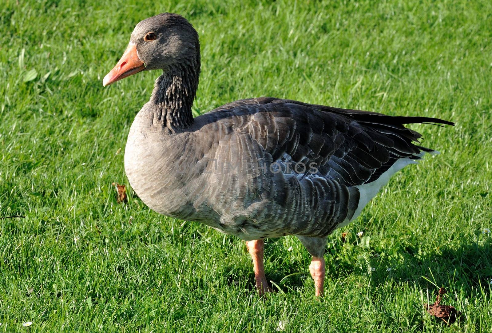 portrait of duck in castle garden