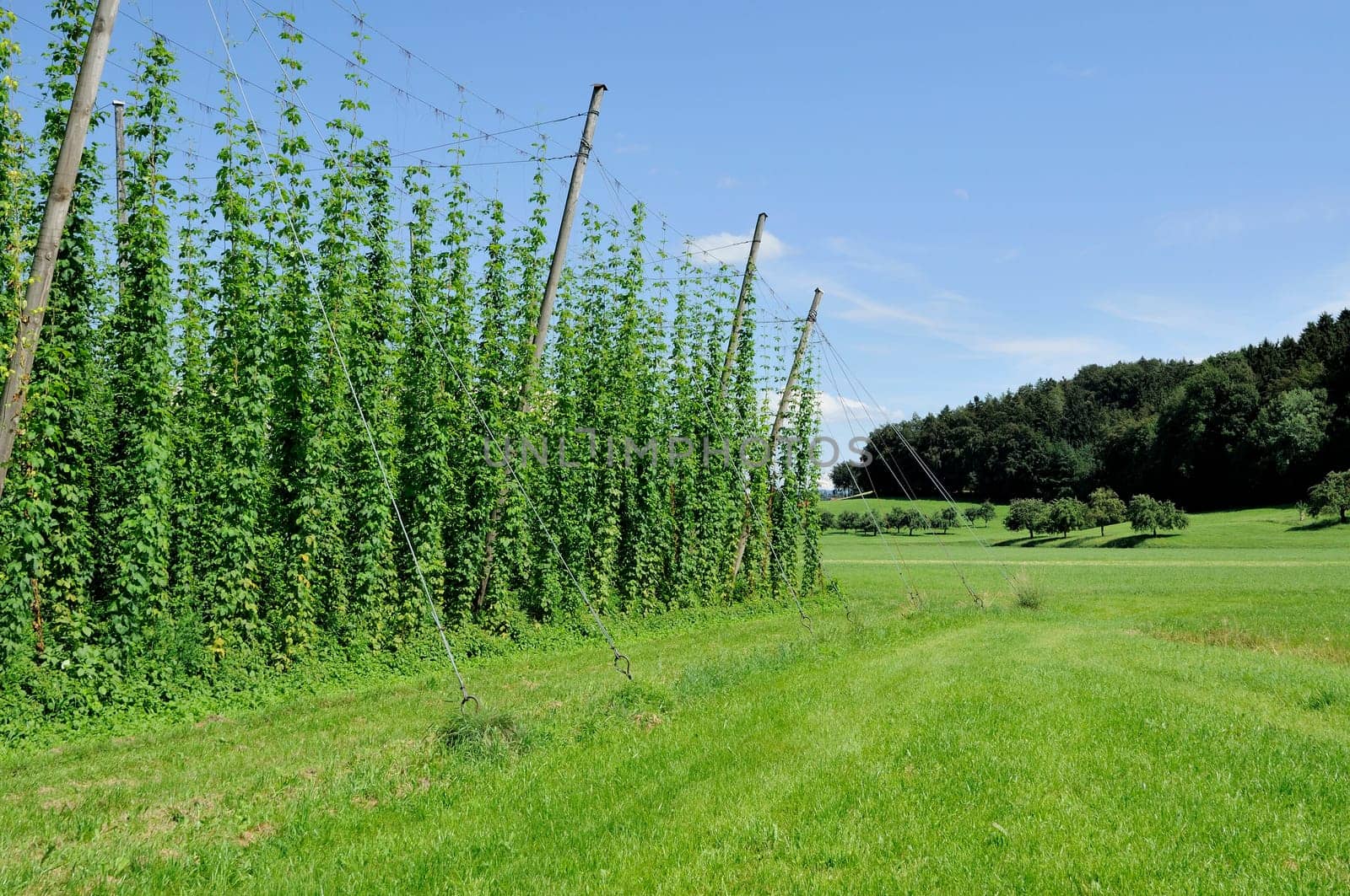 foreshortening of hops plantation in hilly baden countryside, shot in bright summer light