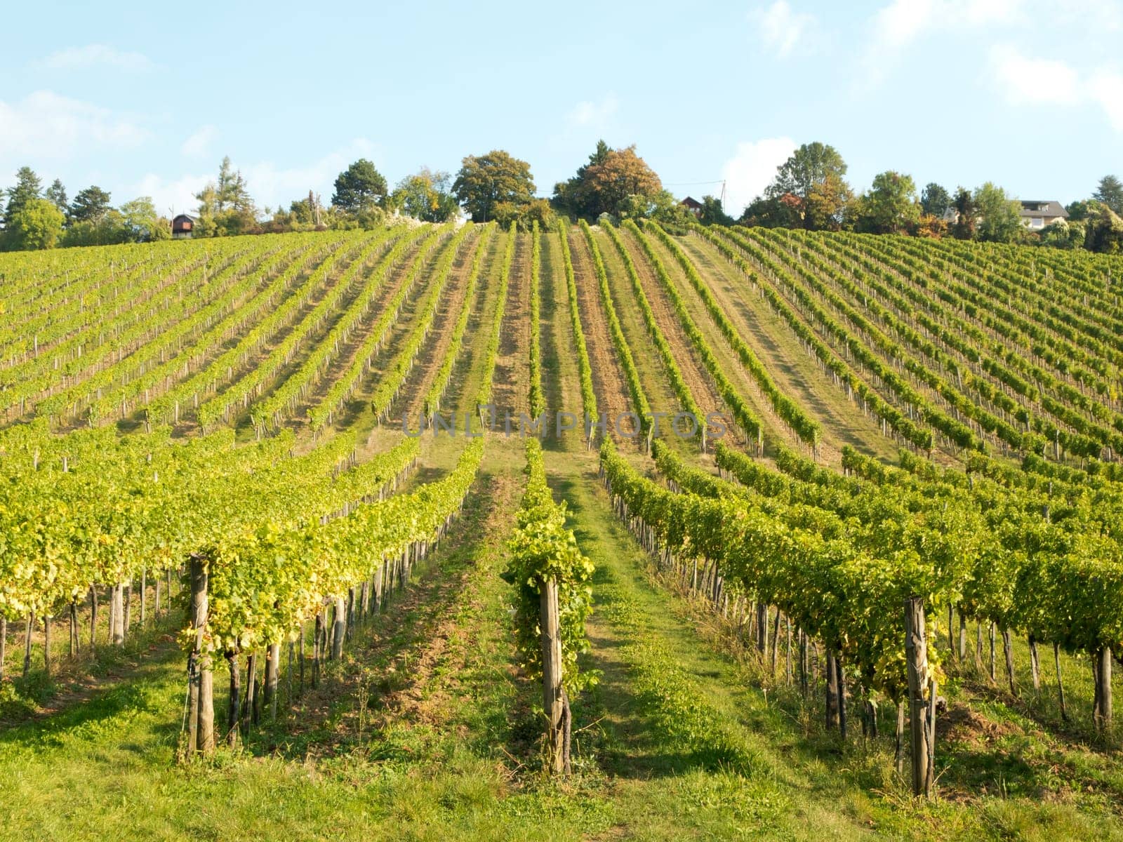 Vineyard,agriculture with the cultivation of vines on a mountain