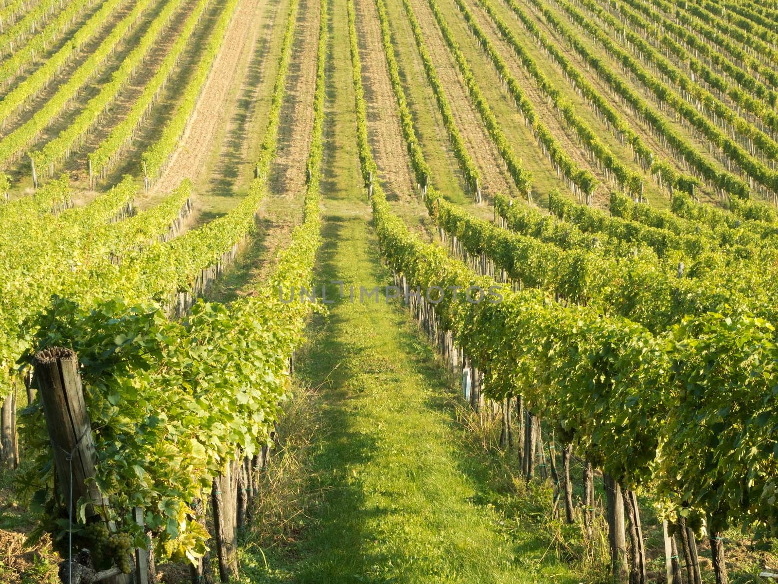 Vineyard,agriculture with the cultivation of vines on a mountain
