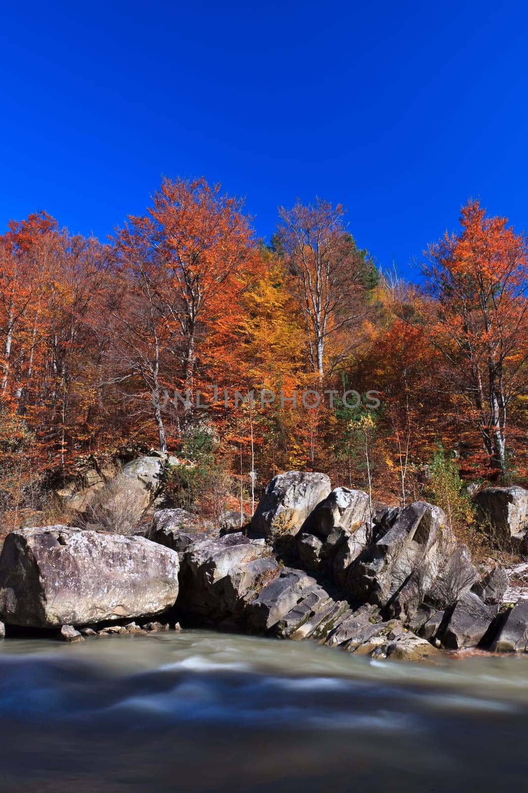a mountain stream and a beautiful autumn forest