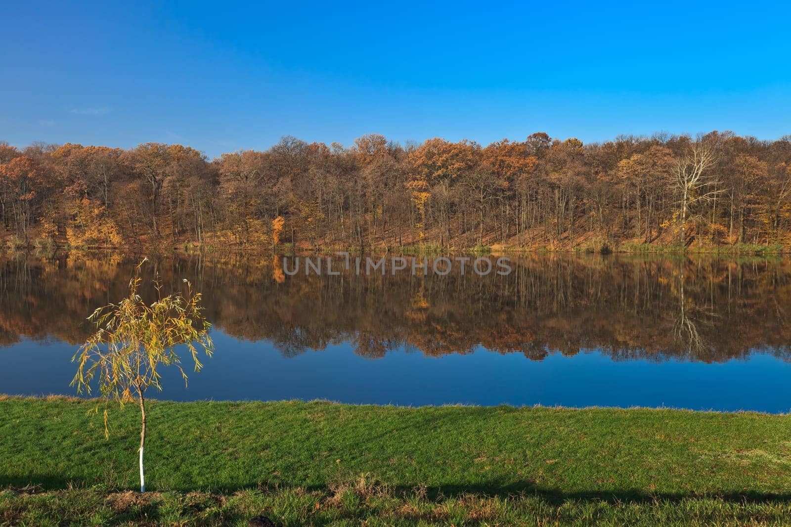 a beautiful forest on a lake in autumn