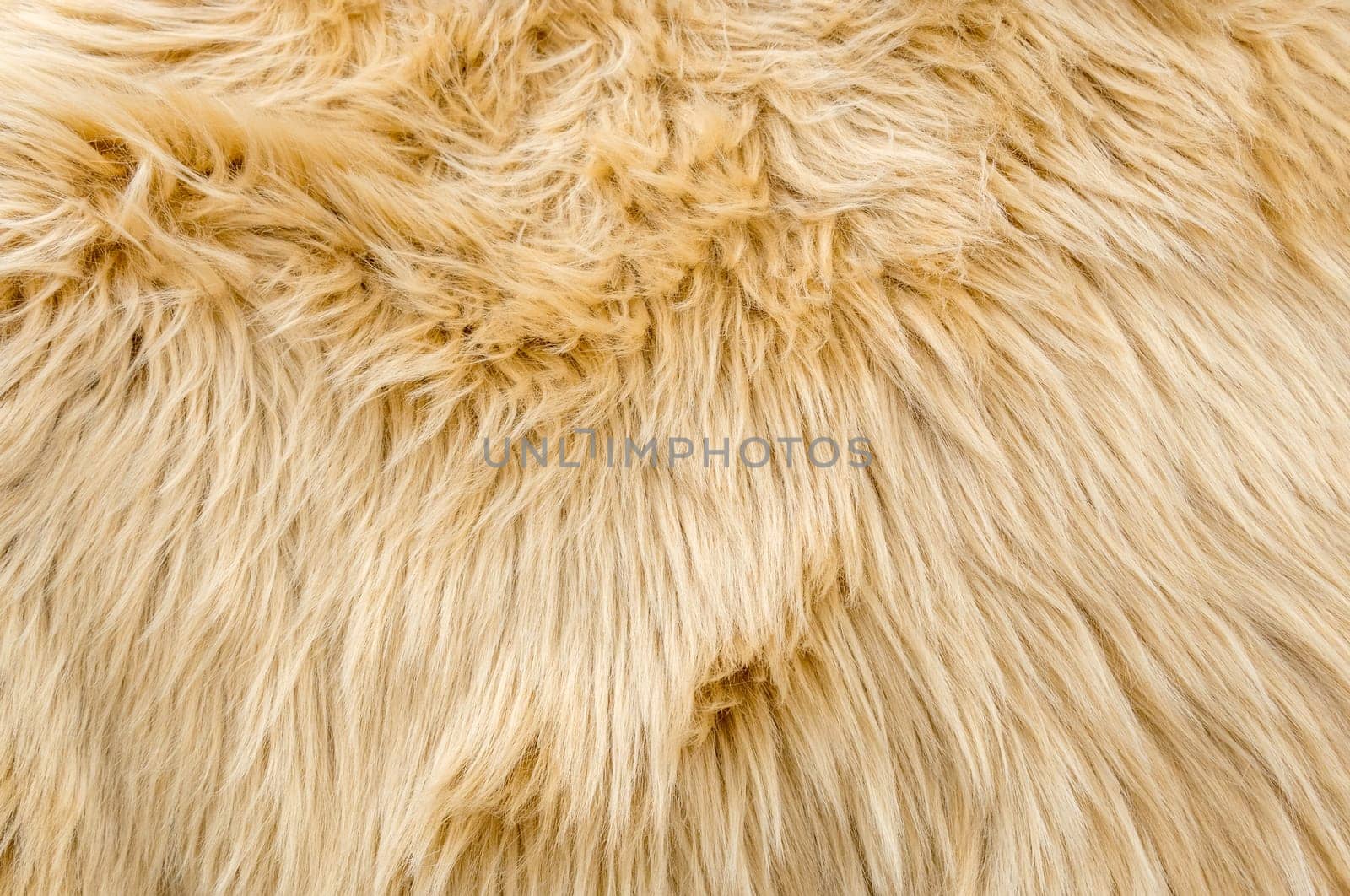 yellow texture of long wool close-up carpet. background. fluffy fur for designers, close-up.