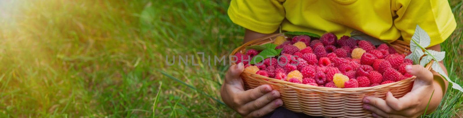 the boy holds a basket with ripe raspberry berries. Selective focus