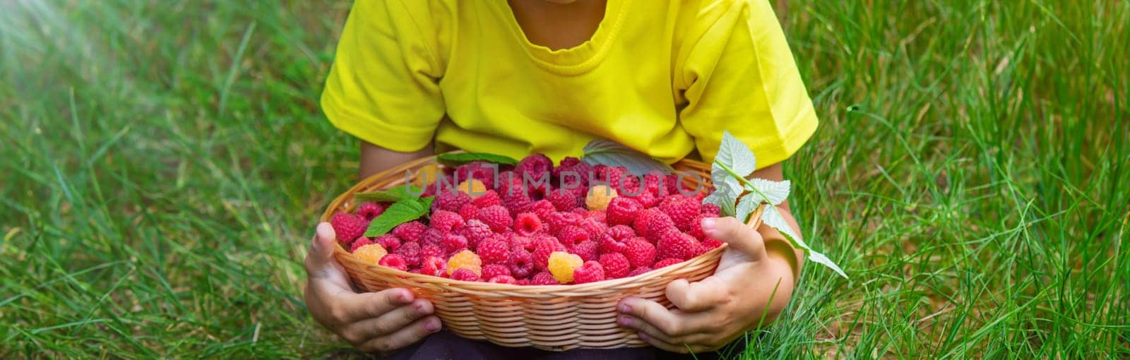 the boy holds a basket with ripe raspberry berries. Selective focus
