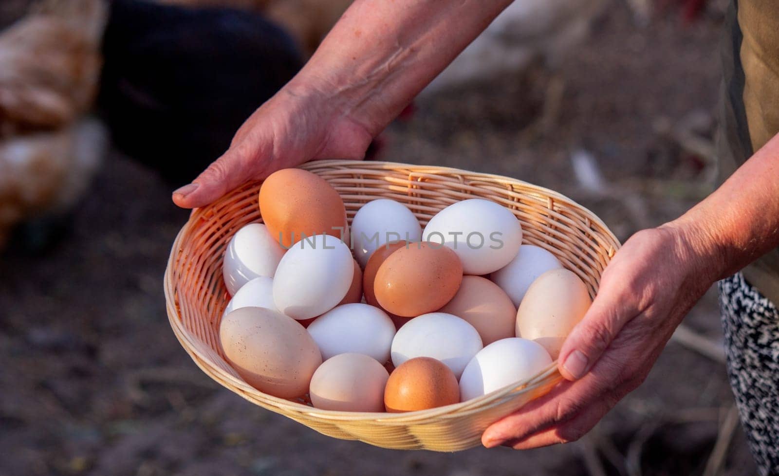 a woman holds collected chicken eggs in her hands by Anuta23