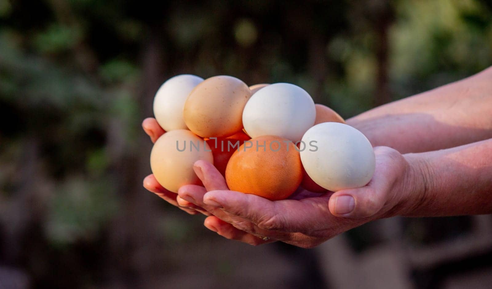 a woman holds collected chicken eggs in her hands. Selective focus