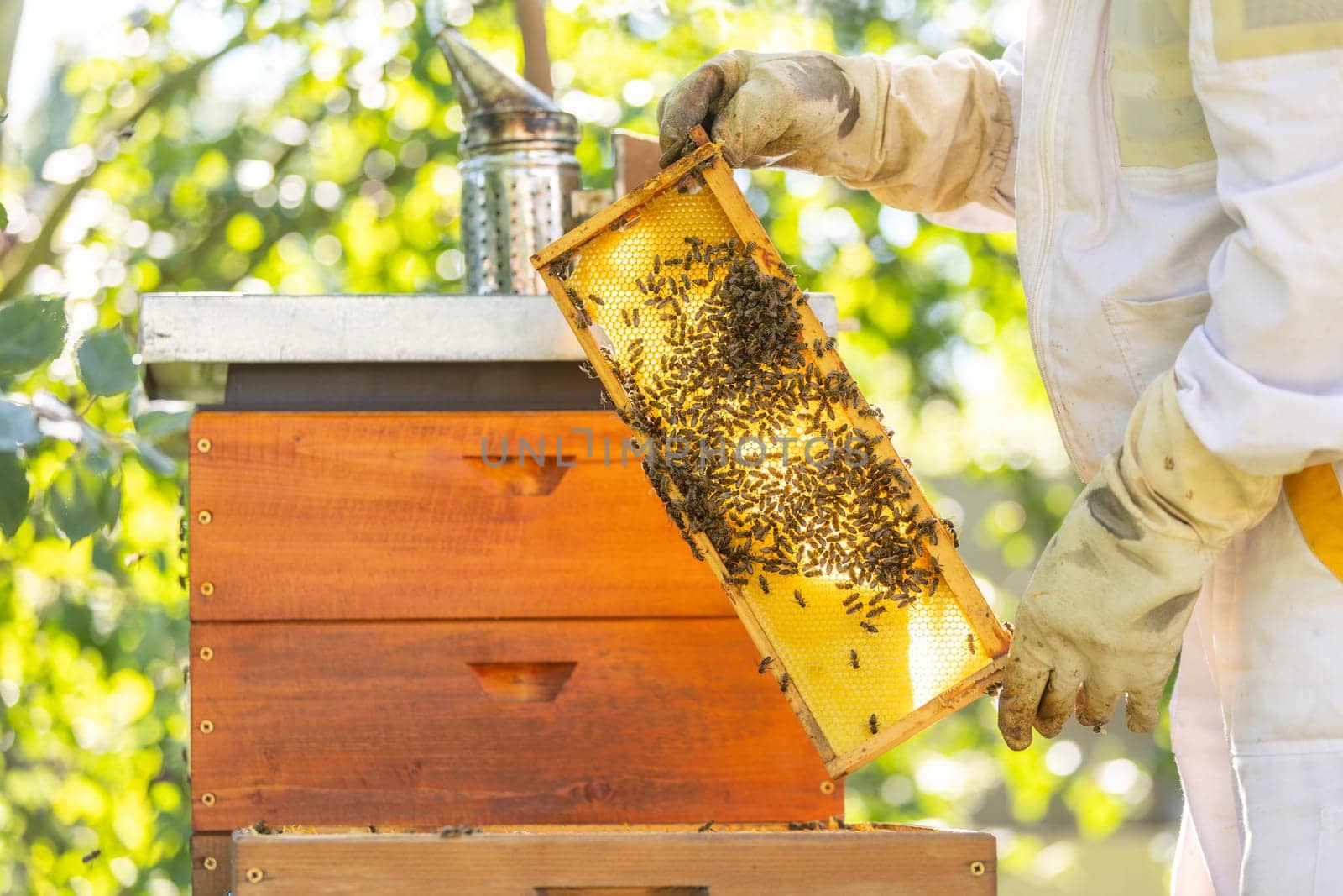 Beekeeper holding honey comb or frame with full of bees on his huge apiary, beekeeping concept by Kadula