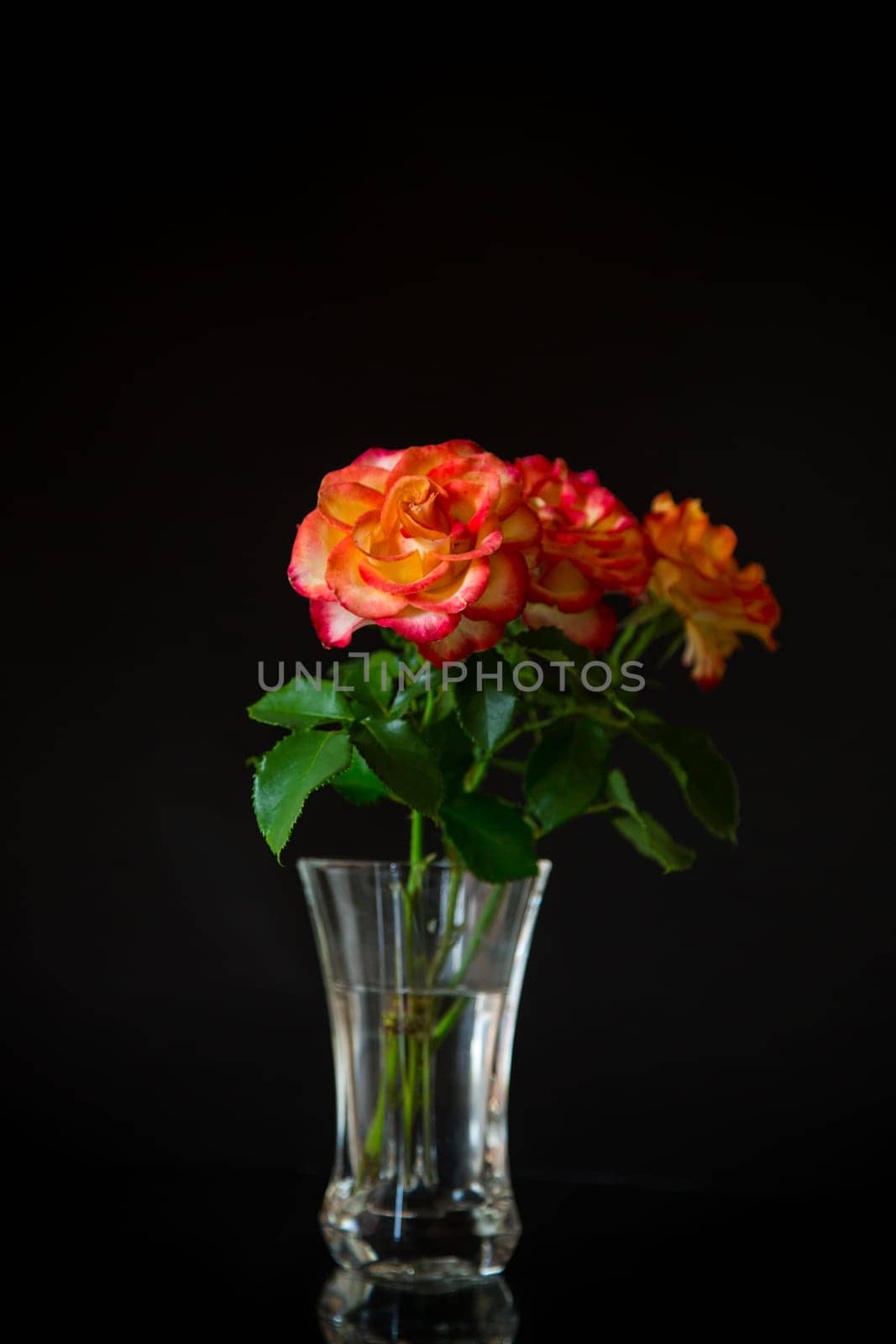 Flowers of beautiful blooming red rose isolated on black background.
