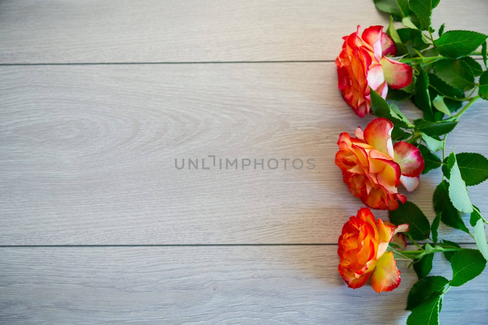 red beautiful blooming rose on a light grey wooden table