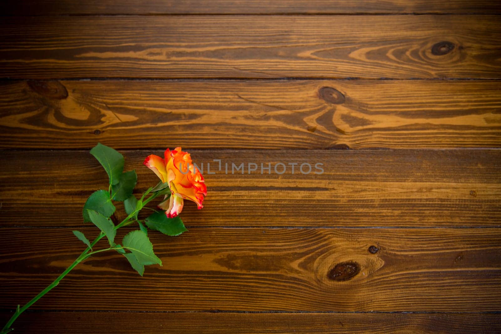 one red beautiful blooming rose on a dark wooden table