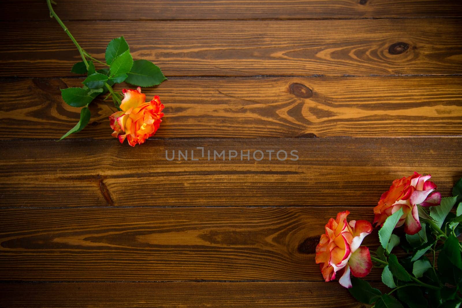 red beautiful blooming rose on a dark wooden table