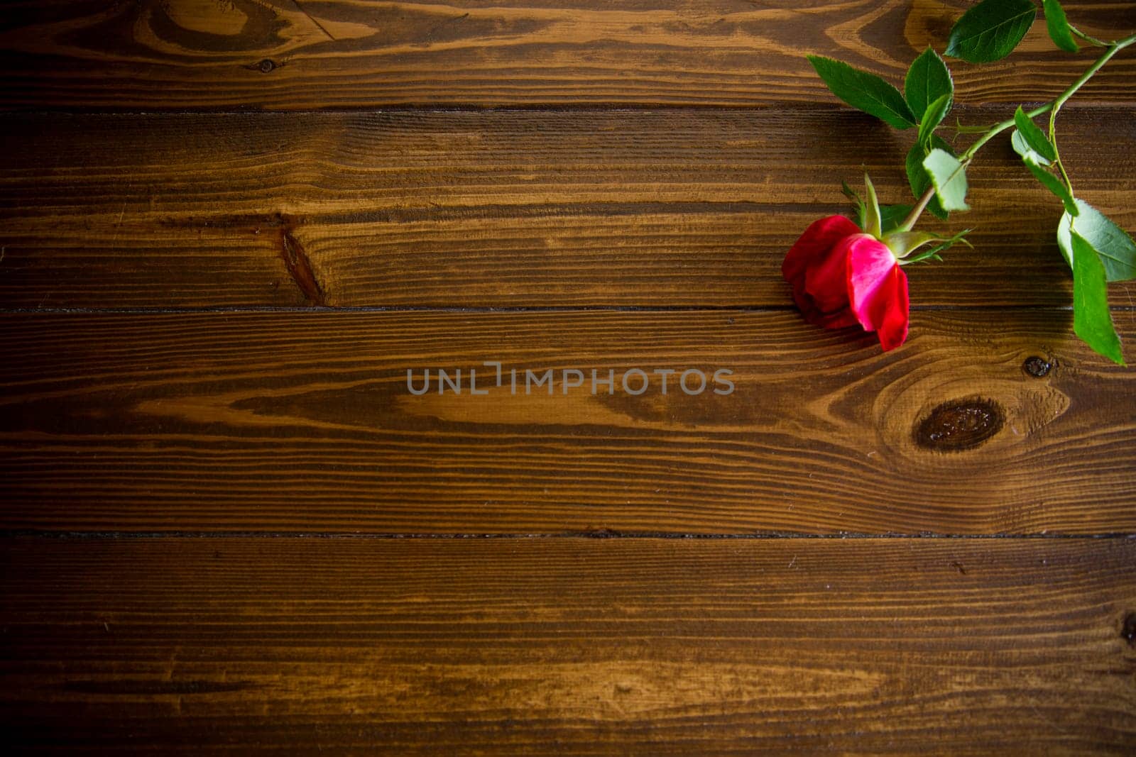 one red beautiful blooming rose on a dark wooden table