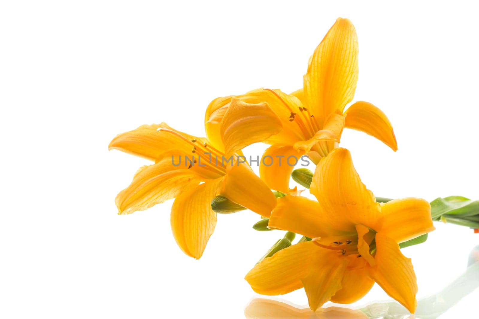 bouquet of beautiful yellow lilies, on white background. by Rawlik