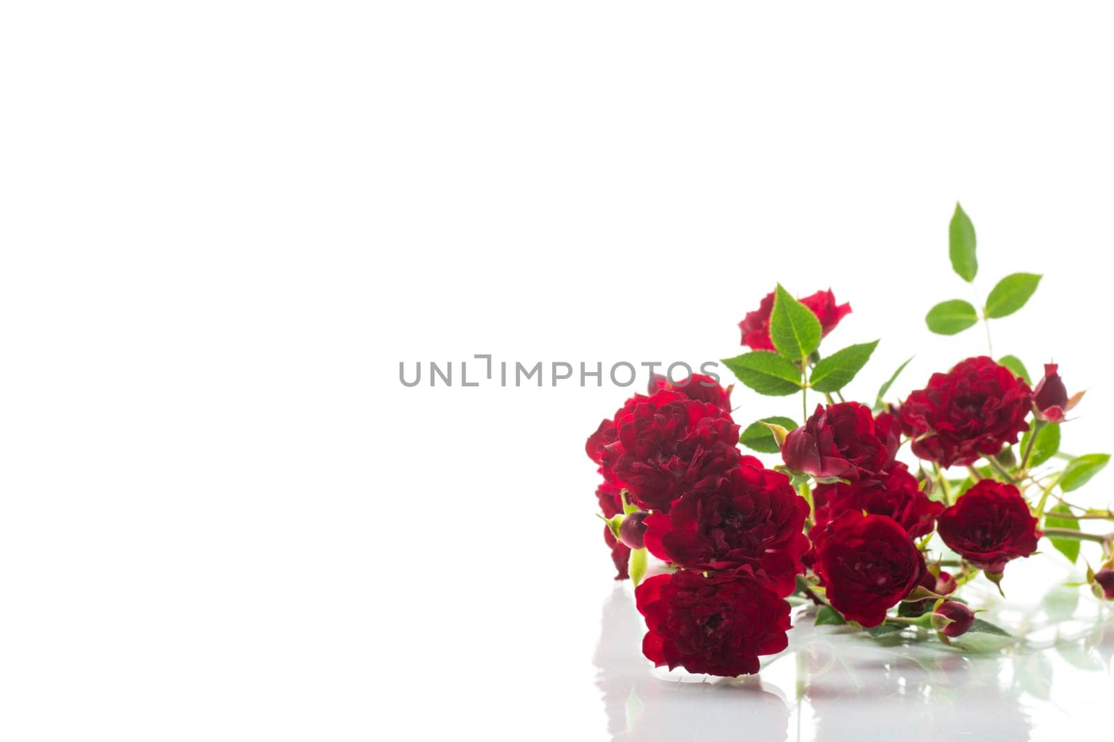bouquet of red small roses, isolated on white background.