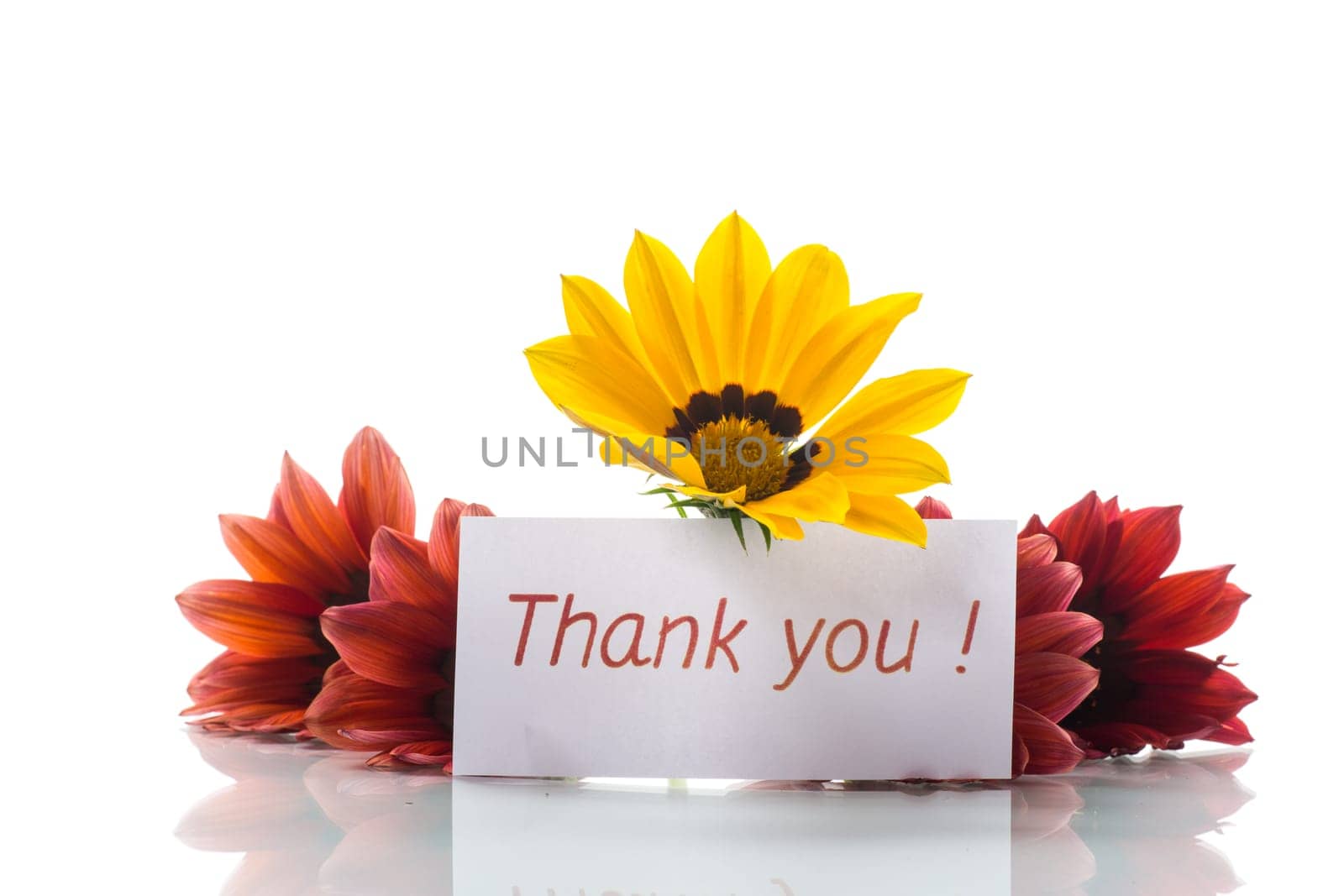 Beautiful red and yellow Gazania flowers isolated on white background.