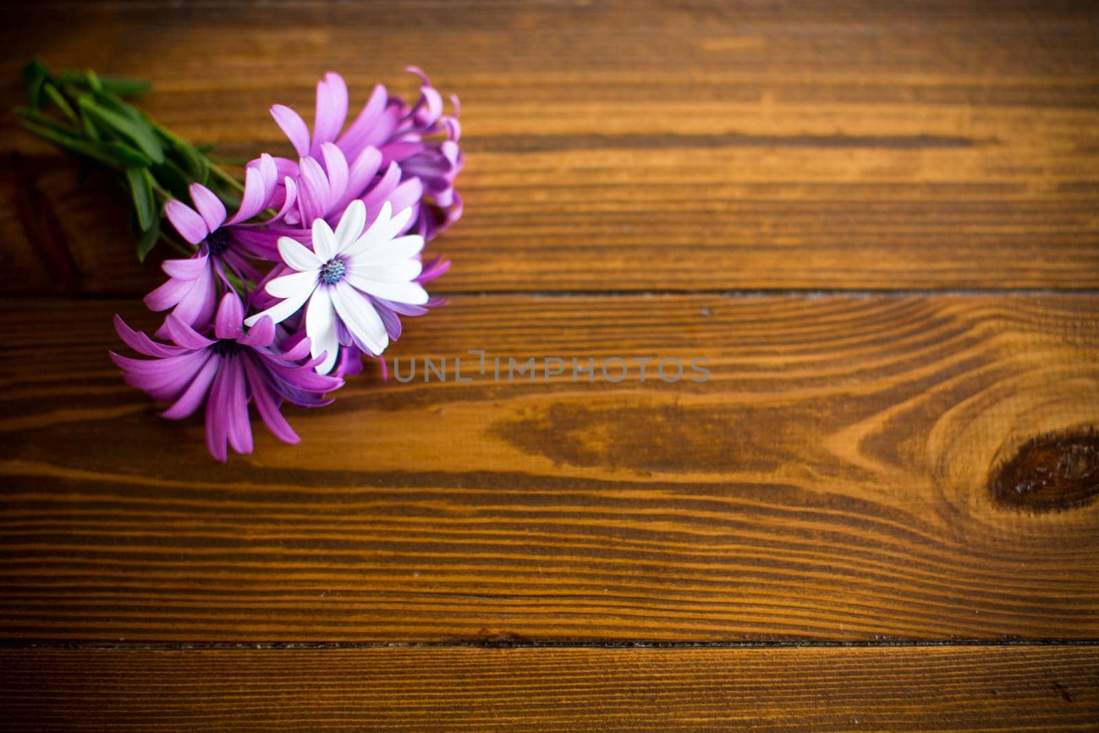 Beautiful white and purple Osteospermum flowers on a wooden by Rawlik