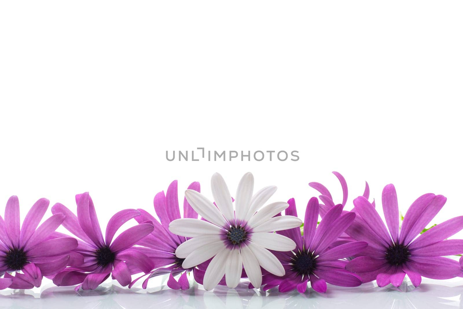 Beautiful white and purple Osteospermum flowers on white background by Rawlik