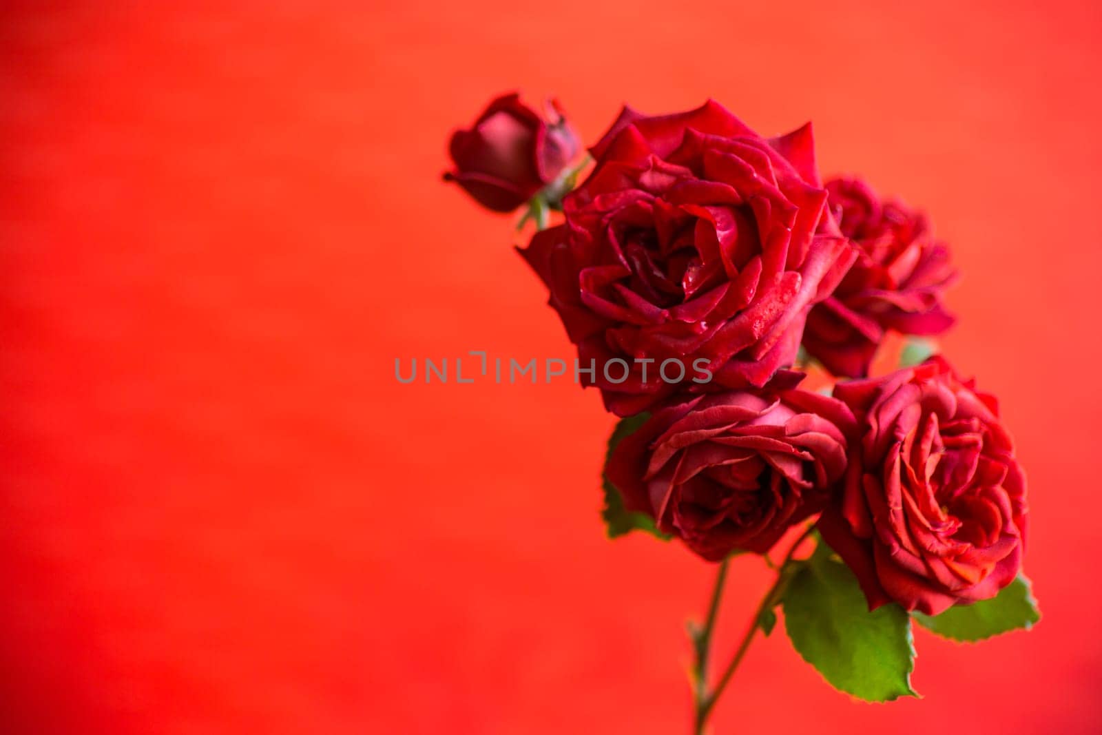 Flowers of beautiful blooming red rose isolated on red background.