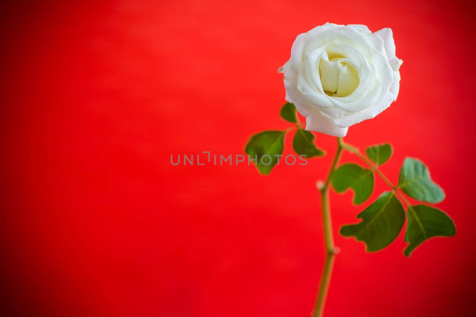 Beautiful blooming white rose flower isolated on red background.